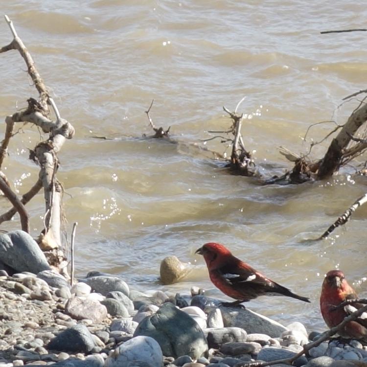 A pair of male white-winged crossbills drink from Jarvis Creek in Alaska. Photo by Ned Rozell.