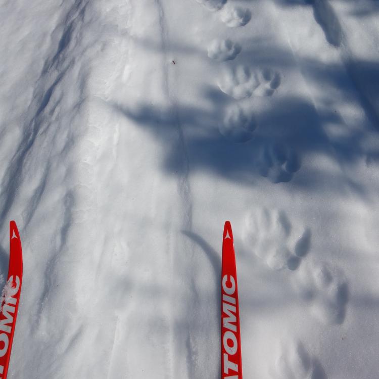 Wolf tracks on a winter trail not far from Fairbanks. Photo by Ned Rozell.