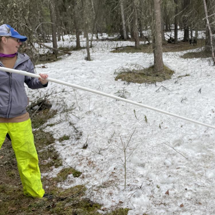 Leanne Bulger extends a plastic pipe into a hole in the ground possibly caused by thawing permafrost. Photo by Ned Rozell.