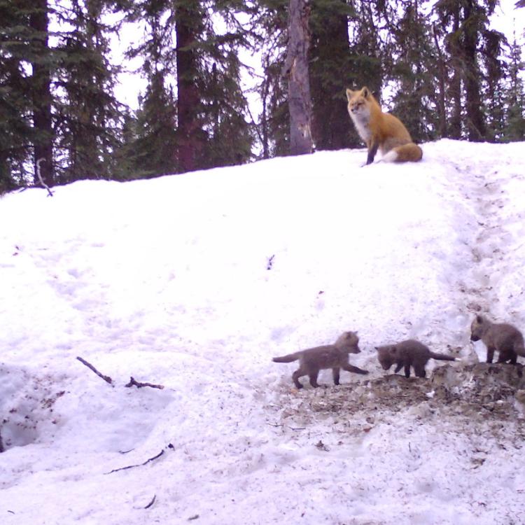 Three fox kits emerge from their birthing den while a parent fox watches from above in Interior Alaska. Photo by Ned.