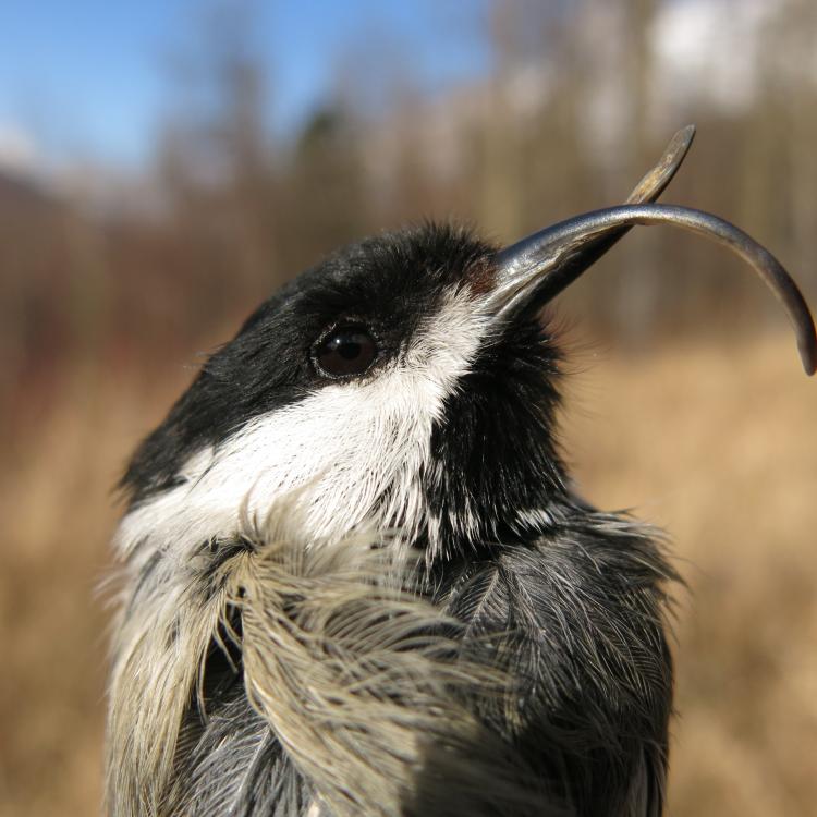 A black and white bird with a long and curved beak