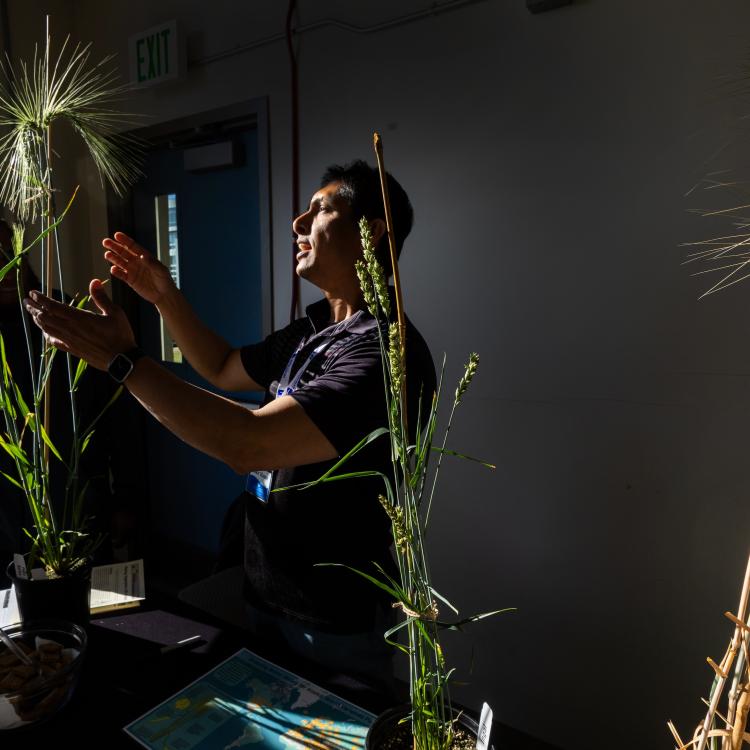 A person in a darkened room gestures to sunlit barley stalks.