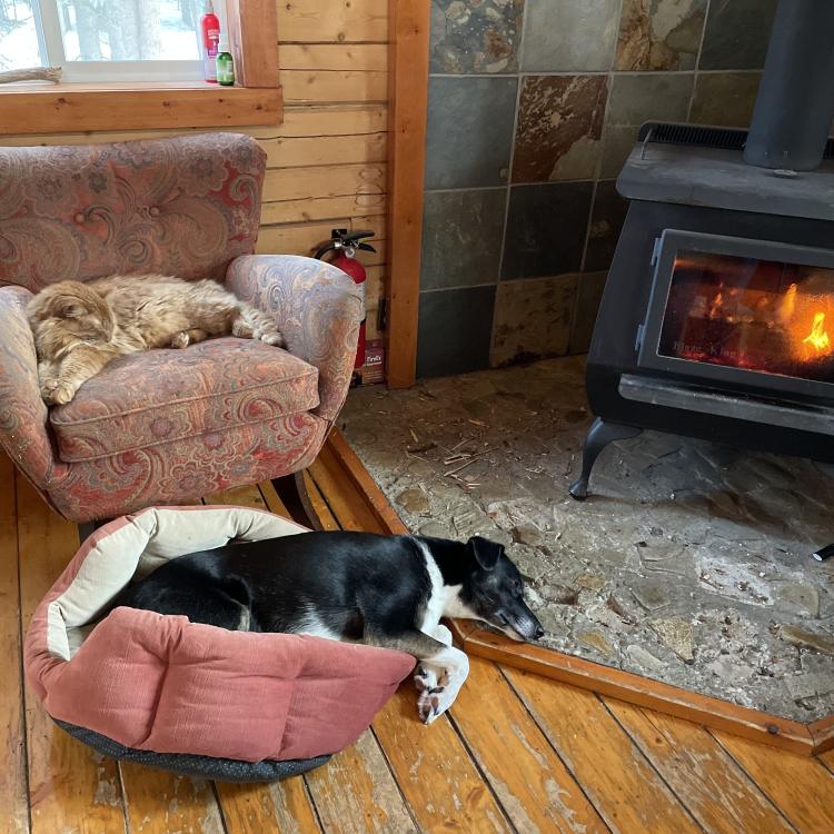 An orange tabby cat sits in a chair, and a dog lies in a dog bed on the floor near a wood stove.