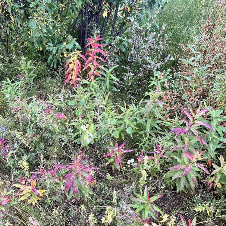 Red, purple, and green leaves on Alaska plants