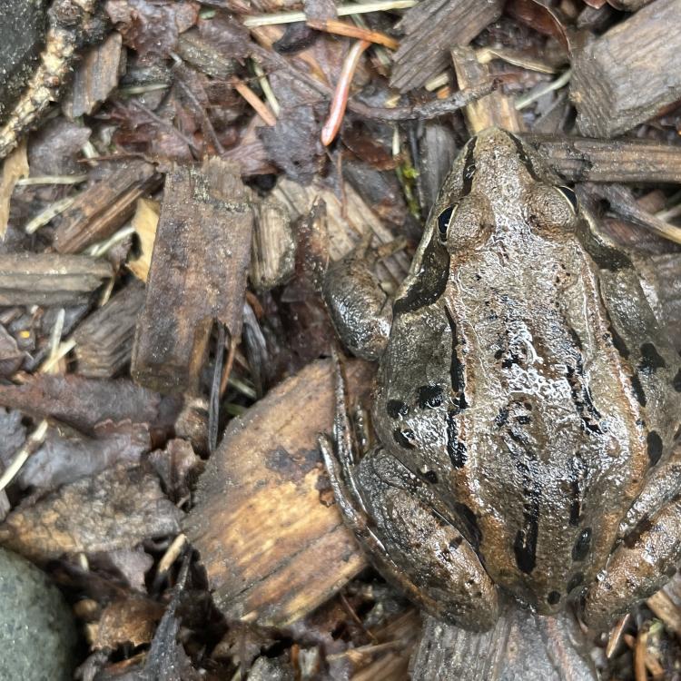 A brown and black frog rests on the forest floor