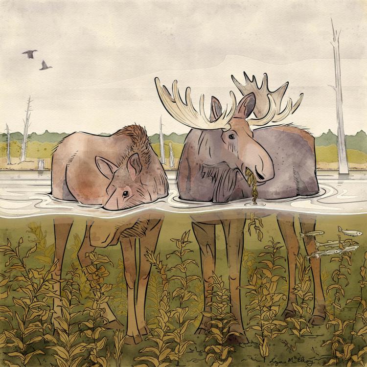 Artist Liza McElroy of Seward, Alaska, recently sketched two moose in their summertime aquatic environment to illustrate this story.
