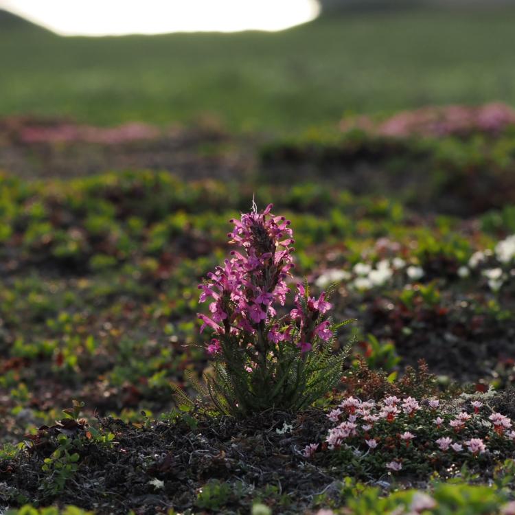 Pink lousewort blooming in an alpine tundra landscape.