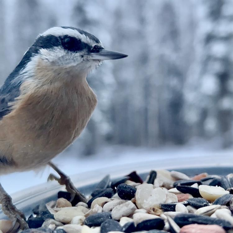 A bird with a black and orange head and back and a brown breast perches over some seeds.