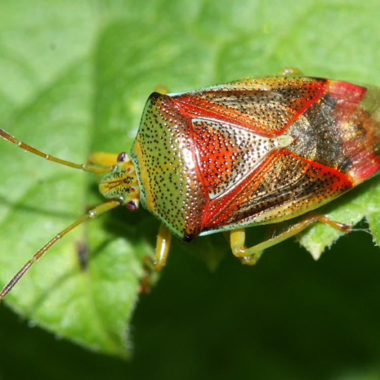 A birch shield bug with green, red and bronze markings sits on the edge of a green leaf in Anchorage in September 2021.