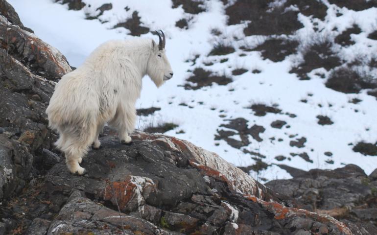 An adult male mountain goat scans the horizon near the Juneau Icefield. Photo by Kevin White.